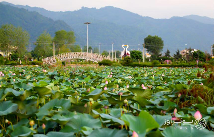 Lotus in Kiaklayeh wetland